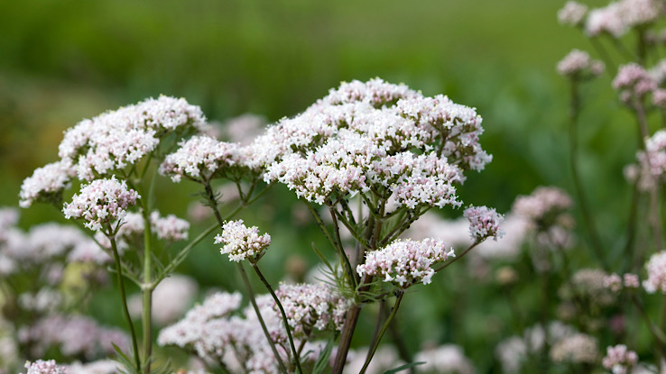 Valerian medicinal plant.