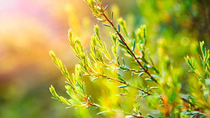 Tea tree medicinal plant.