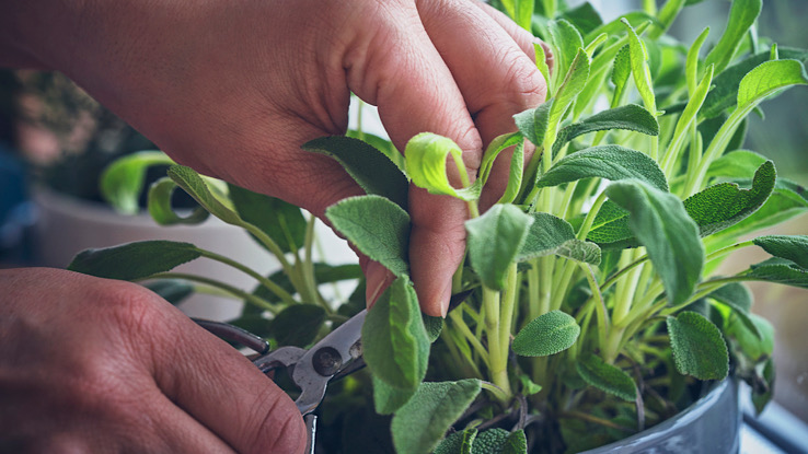 Cutting fresh sage, a medicinal plant.