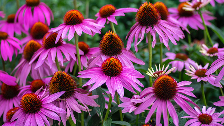 Echinacea medicinal plant.