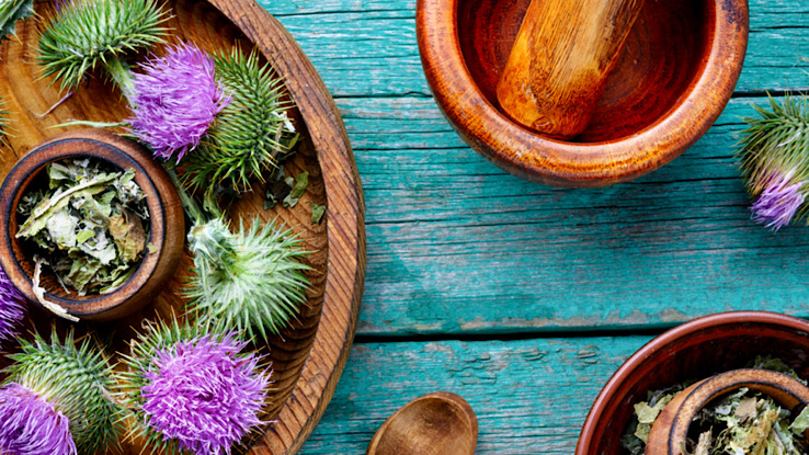 Milk thistle medicinal plant.