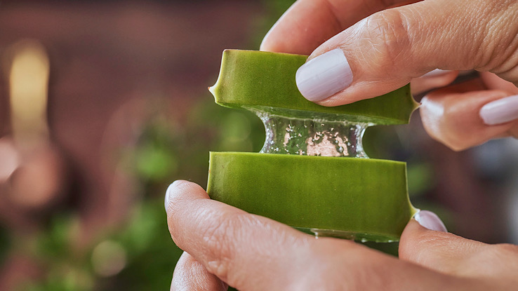 A person holding aloe vera slices.